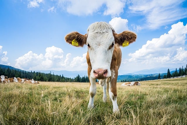 Irish farm pasture rotation grazing plan map and fields